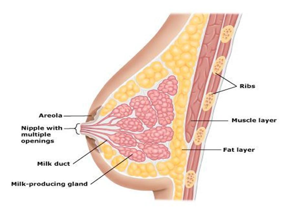 Breast Anatomy: Milk Ducts, Tissue, Conditions & Physiology